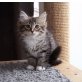 Sibirische Katze - Katze