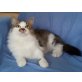 Sibirische Katze - Katze