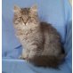 Sibirische Katze - Katze