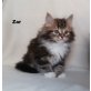 Sibirische Katze - Katze