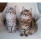 Sibirische Katze - Katze