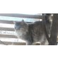 Sibirische Katze - Katze