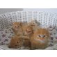 Sibirische Katze - Katze