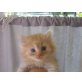 Sibirische Katze - Katze