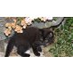 Sibirische Katze - Katze