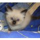 Sibirische Katze/Neva Masquarade - Kater
