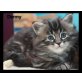 Sibirische Katzen Babys, Sibirische Katze - Katze