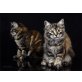 Sibirische Katzen Dame, Sibirische Katze - Kater