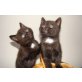 Sibirische Waldkatze & Hauskater - Kater