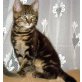 Sibirische Waldkatze & Hauskater - Kater