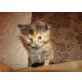 Sibirische Waldkatze & Hauskater - Katze - Kater