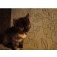 Sibirische Waldkatze & Hauskater - Katze - Kater