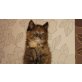 Sibirische Waldkatze & Hauskater - Katze - Katze