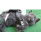 Sibirische Waldkatze & Hauskatze - Kater