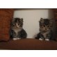 Sibirische Waldkatze / Norwegische Waldkatze - Katze