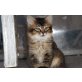 Sibirische Waldkatze+Somali - Kater