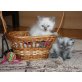 Sibirische und Neva Masquarade  Katzen, Sibirische Katze - Kater