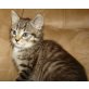 Sibirische waldkatze - Katze