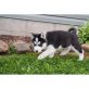 Sibirischer Husky, Siberian Husky - Rüde