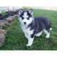 Sibirischer Husky, Siberian Husky - Rüde