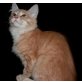 Sibirisches Katzenkind, Sibirische Katze - Kater