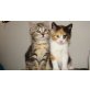 Sibirischewaldkatze & Hauskater  - Katze