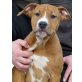 Sid, Amerikanischer Staffordshire-Terrier Welpen - Rüde