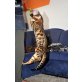 Sid, Bengalkatze - Kater