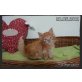 Sid, Maine Coon - Kater