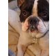 Sid, französische Bulldoggenrüde - Rüde
