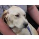 Sidney2, Labrador - Hündin