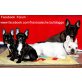 Siegfried , Schubert, Französische Bulldogge - Rüde