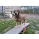 Siena, Beaglemix (Agility und super erzogen) - Hündin