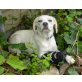 Sienna, Sienna, Hund mit Handycap sucht Kuschelkörbch - Hündin