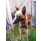 Sierra, Malinois - Hündin