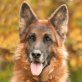 Sierra Nevada, Schäferhund - Hündin
