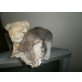 Sigfrid, LaPerm - Kater
