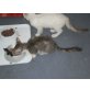 Sigfrid, LaPerm - Kater