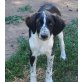 Siggi, Border Collie Mischling Welpen - Rüde