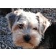 Sigi, Yorkshire-Terrier Mix - Rüde