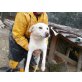Sigmund  ein zarter Hundejunge, Labrador  Mix - Rüde