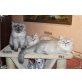 Silber - Schadet, Perser - Kater