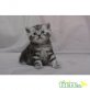 Silber tabby, Banderos und Bond, Britisch Kurzhaarkatze - Kater