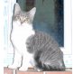 Silbergraue Katze - Katze