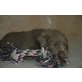 Silberne Labrador Retriever Welpen aus liebev, Labrador Retriever Welpen - Rüde