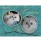 Silberner Perserschmuser, Perser Silber - Kater