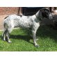 Sillie, Jagdhund-Mix Welpen - Hündin