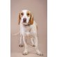 Silva, Basset/Vizsla/Beagle-Mix Welpen - Rüde
