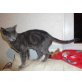 Silva, Russisch Blau - Kater