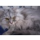 Silva, Sibirische Katze - Katze